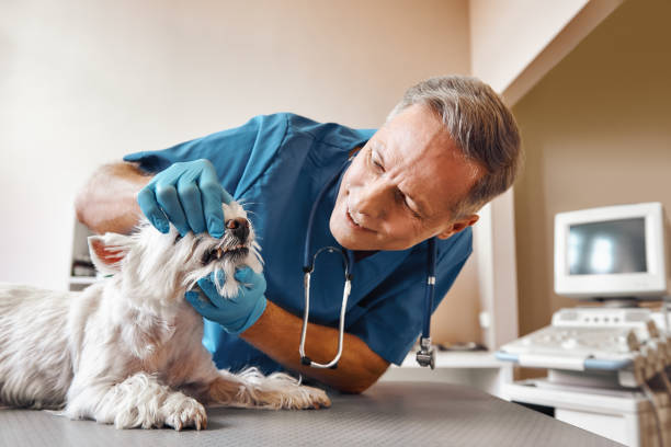 Best 24-Hour Emergency Dentist in Bellingham, WA